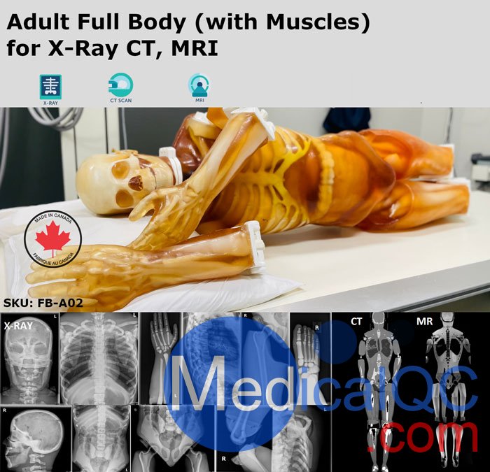 FB-A02成人全身模體,FB-A02全身CT模型，適用于X射線，CT,MRI