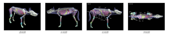 Dog Phantom，牧羊犬模體，模型設(shè)計(jì)圖