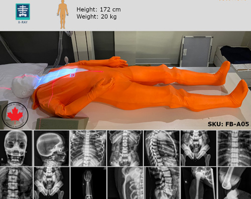 FB-A05 X射線(xiàn)定位和成像模型，F(xiàn)B-A05全身模體